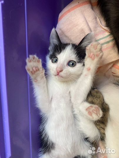 Котенок Рейян – добрейшая душа