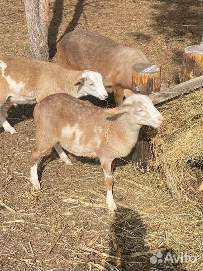 Барашки на племя