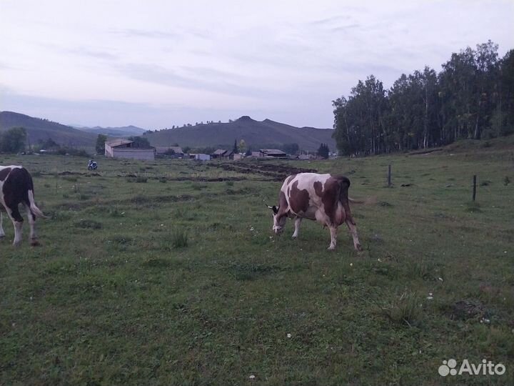 Продам двух молочных,молодых коров