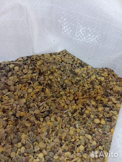 Отходы чечевицы