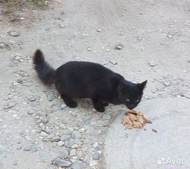 Котёнок-подросток в добрые руки. Помогите спасти