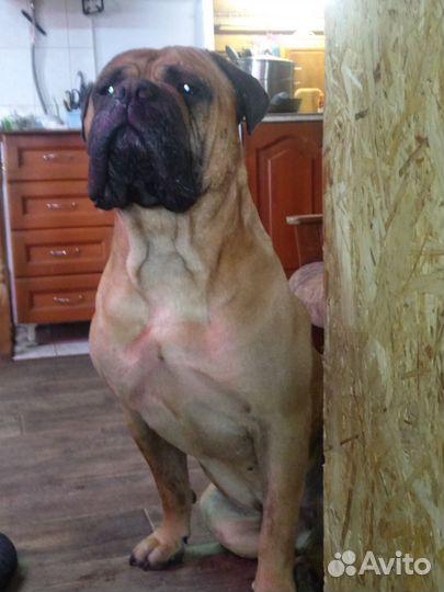 Бульмастиф