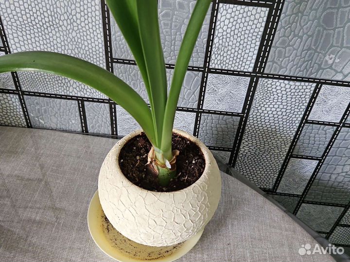 Гиппеаструм амариллис красный