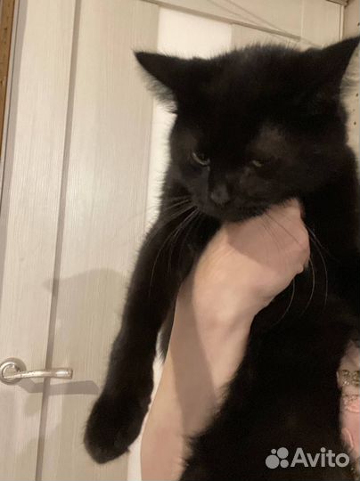 Кошки в добрые руки