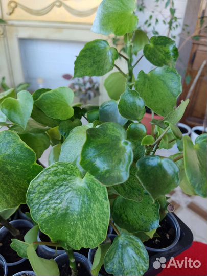 Пиперомия Полиботрия Рейндроп. Гибрид. Вариегата