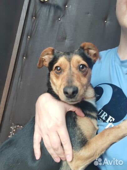 Продам собак