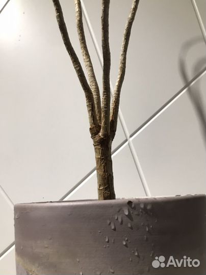 Пальма драцена Маргината самка дракона символ года