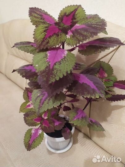 Колеус цветок