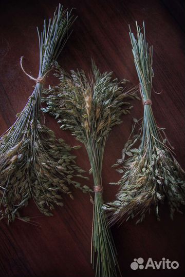 Сухоцветы для декора