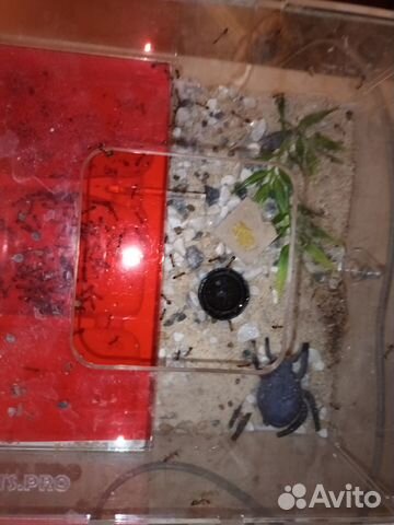 Camponotus fellah fellah 30-50 штук с меткой