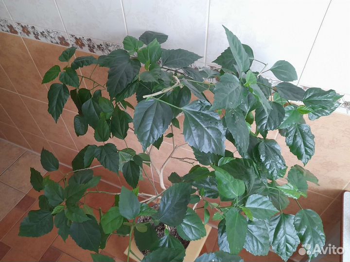 Экзотические комнатные растения, Роза китайская