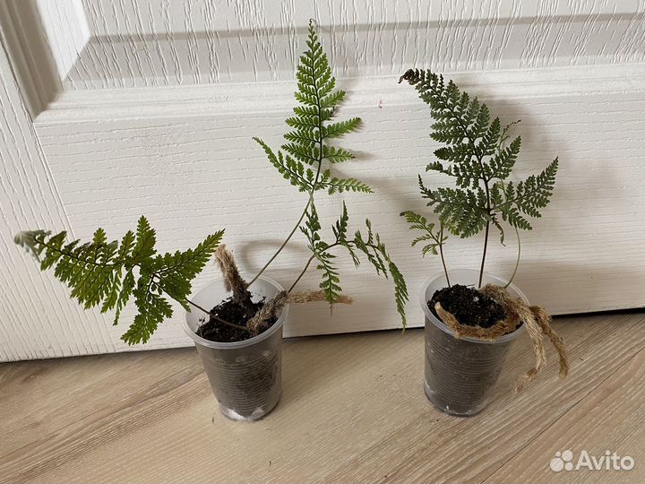 Комнатные растения