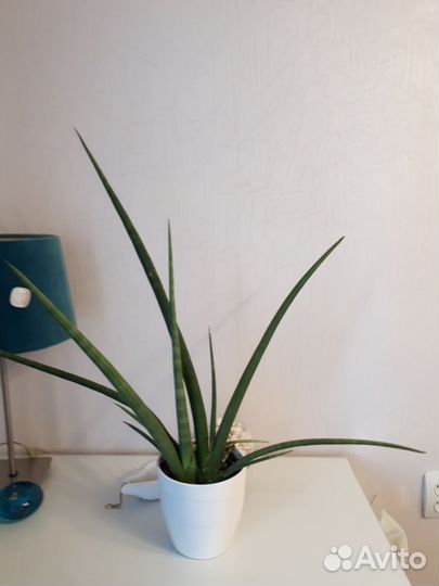 Сансевиерия цилиндрика