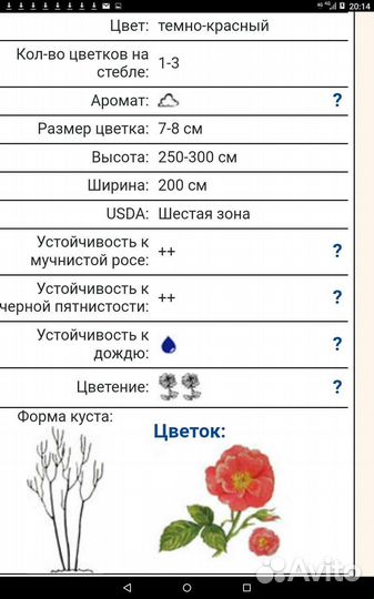 Роза плетистая Месье Дельбар