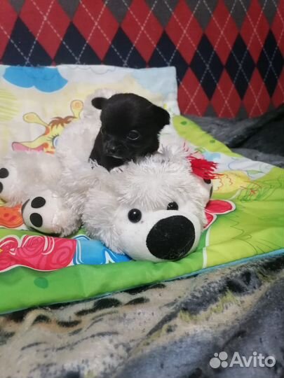 Щенки мини чихуахуа