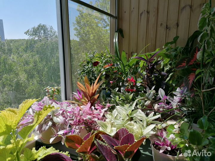 Традесканция