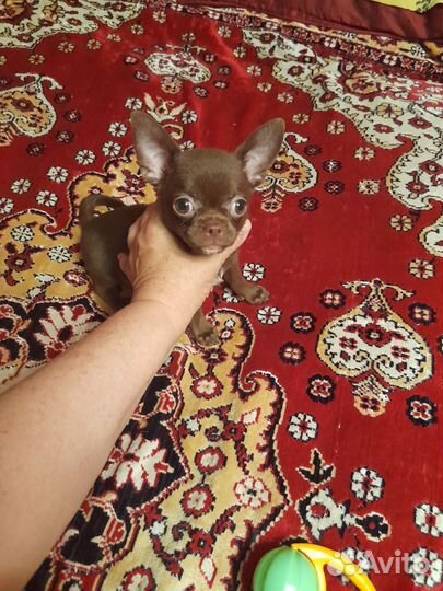 Чихуахуа. девочка