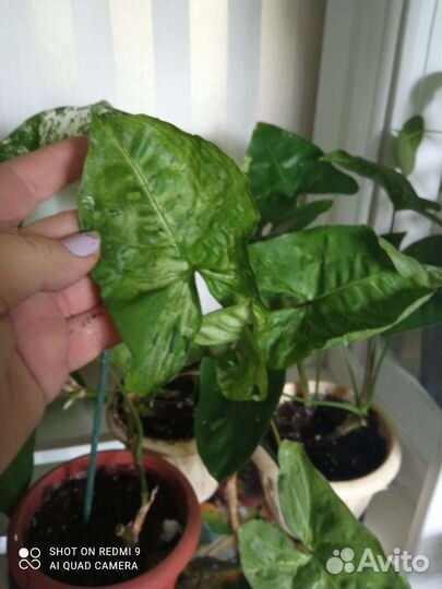 Сортовые сингониумы