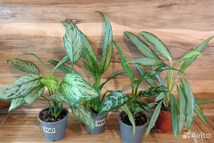 Аглаонема Сильвер квин, Вайт лансе,Мария, Кристина