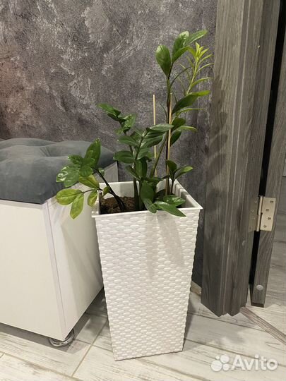 Замиокулькас