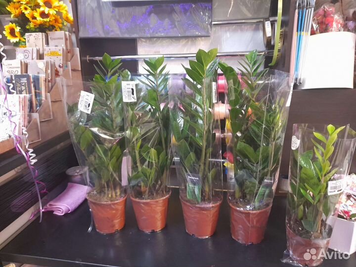 Замиокулькасы большие с доставкой