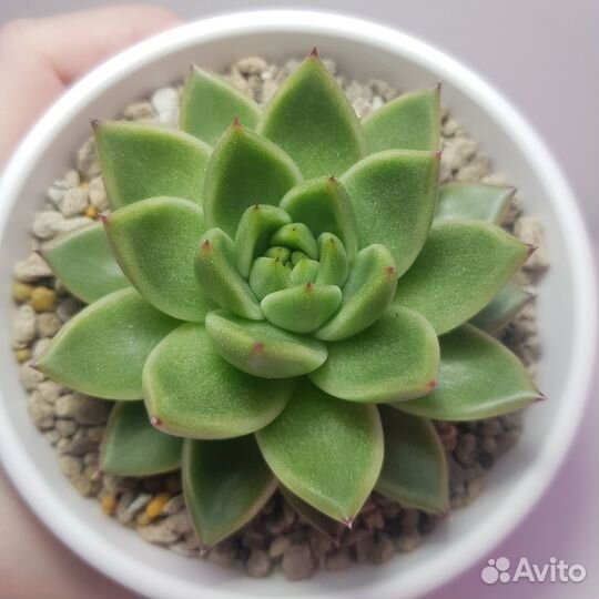 Суккуленты