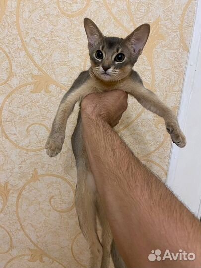 Абиссинская кошка с документами