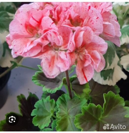 Пеларгония герани сортовые