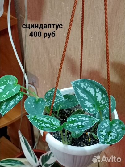 Комнатные цветы