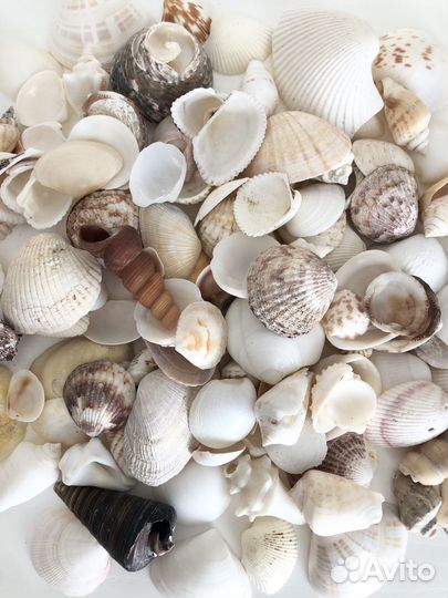 Ракушки океанские морские много