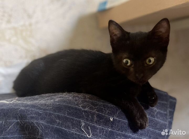 Малышка в добрые руки