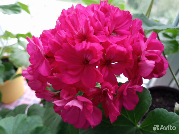 Долларовое дерево (Замиокулькас)