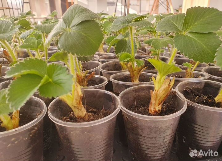 Рассада клубники