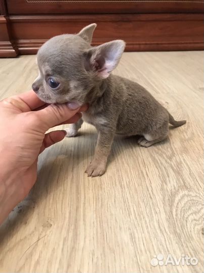 Чихуахуа мини мальчик