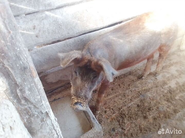 Продам. Цена договорная