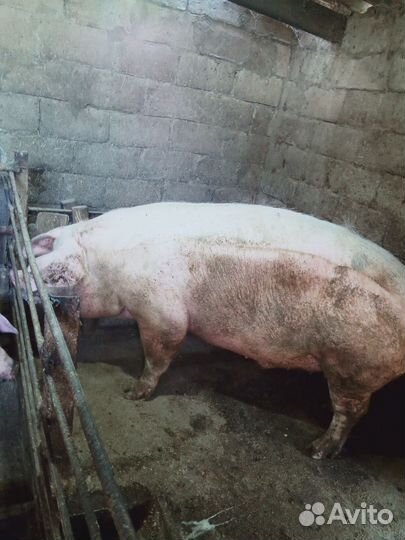 Кастрированный хряк
