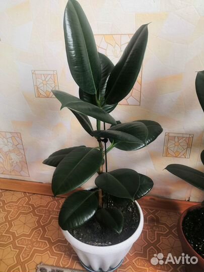 Фикус Эластика Клое