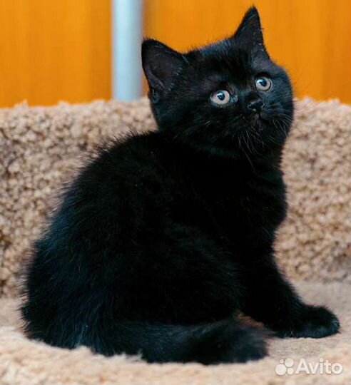 Роскошные девчушки