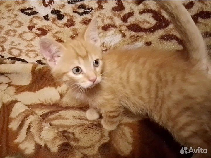 Котёнок (девочка) в добрые руки