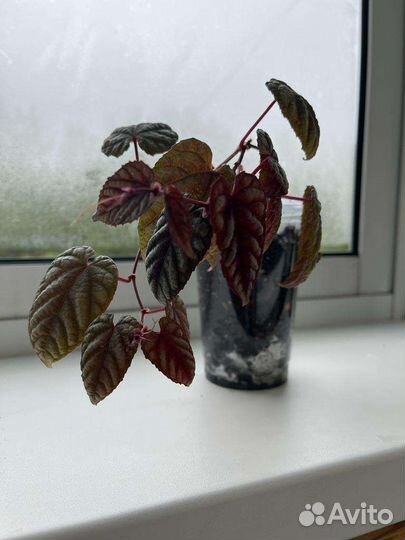 Циссус дисколор (антарктический)