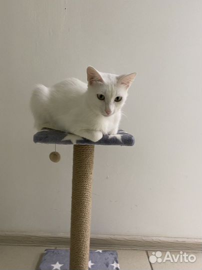 Кошка в дар бесплатно