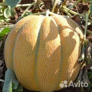 Семена дыни Эфиопка