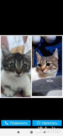 Котята