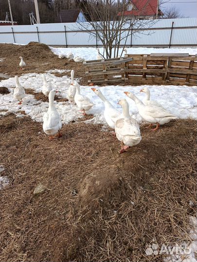 Яйцо инкубационное гусиное, индоутиные