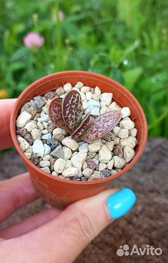 Суккуленты, кактусы в Серпухове, почта РФ (часть1)