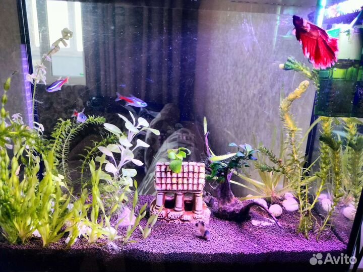 Аквариум 20 литров