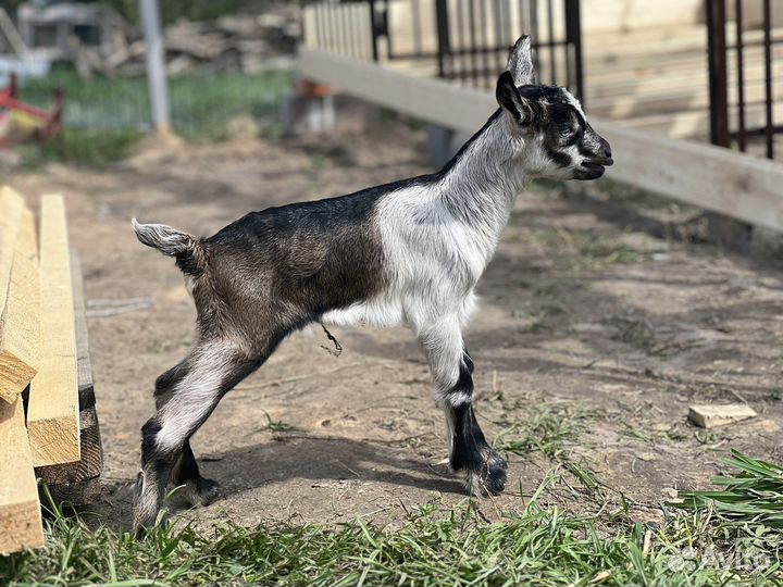 Козел Альпийский