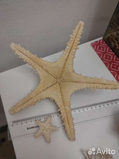 Ракушки и морская звезда