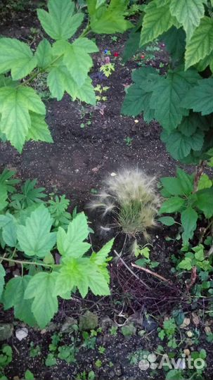 Ячмень гривастый - ковыль