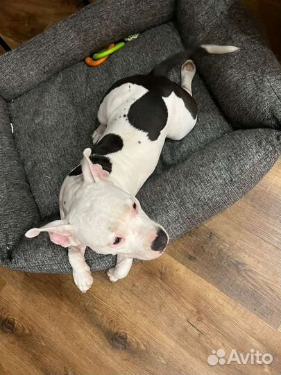 Американский булли